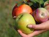 Apple-a-Day Call For All Over-50s