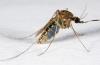 Debunking the Myth of Nazi Mosquito-Borne Biological Weapons