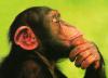 Chimpanzee Intelligence is Mostly Determined by Genes, Not Environment, Researchers Say