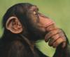 Wild Chimpanzees Show Thirst for Learning 