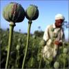 Afghanistan Opium Production Up 43 Percent, UN Agency Reports