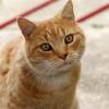International Cat Federation Bans Russian Cats From Its Competitions
